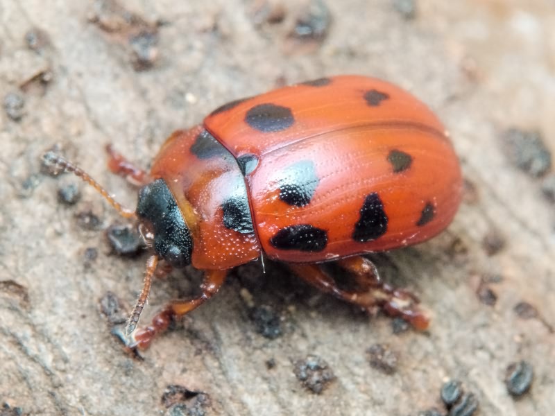 Gonioctena decemnotata (Marsham, 1802)